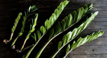 Reprodukce zamiokulkas - doporučení pro pěstitele květin